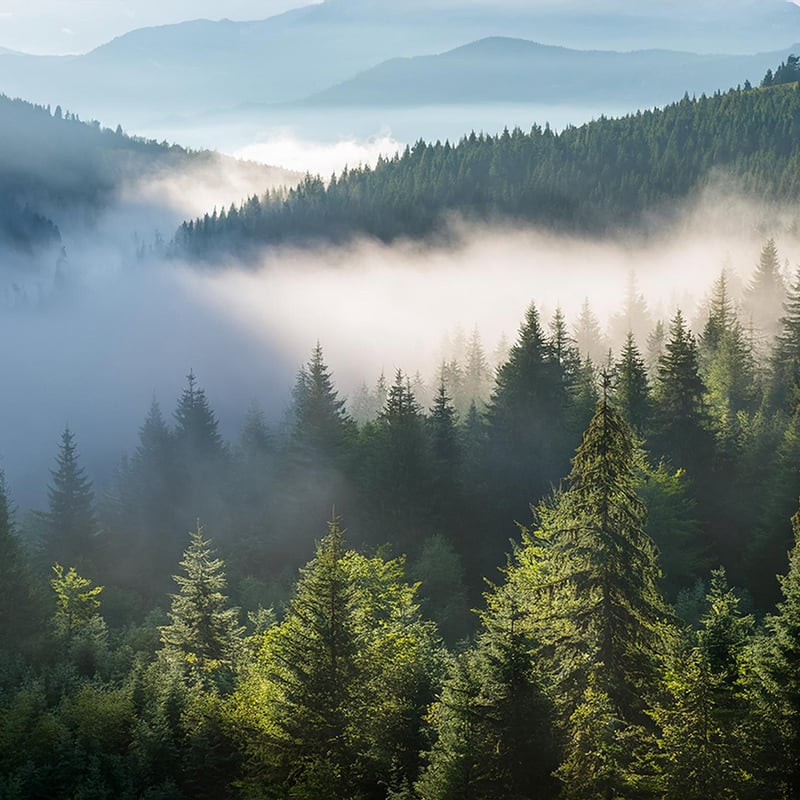 SmokyForest_square