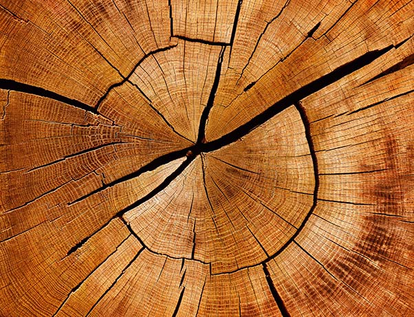 An image of a the end of a cut log.